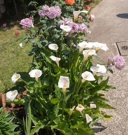 Appartement Sara Rovinj