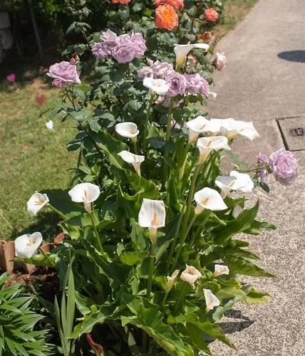 Apartamento Sara Rovinj